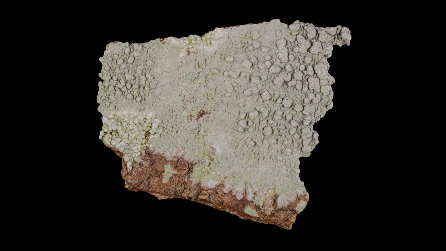 Pertusaria pertusa